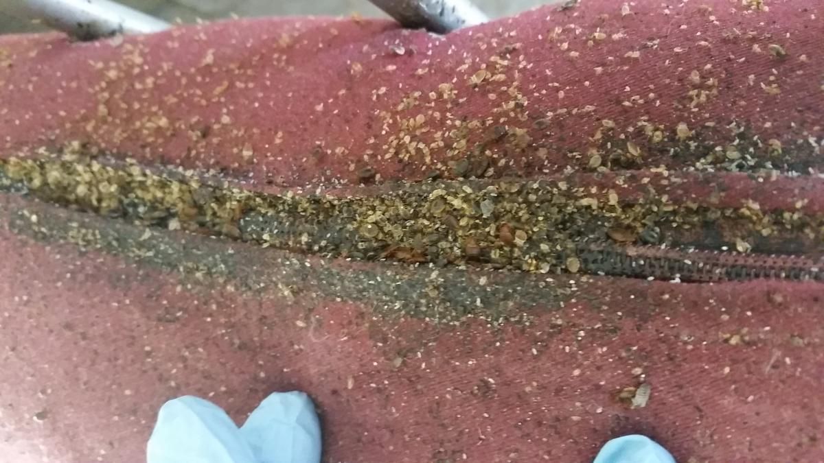 A person wearing blue gloves is holding a piece of carpet with a lot of dust on it.