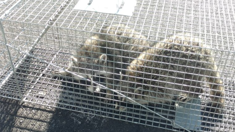 Two raccoons are sitting in a wire cage.
