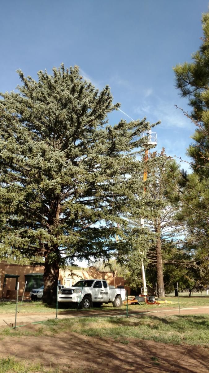 A white truck is parked in front of a large pine tree.