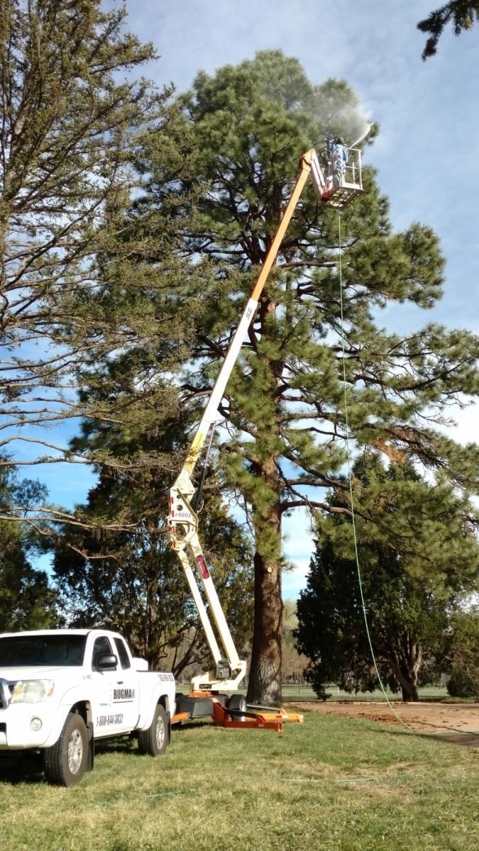 A white truck is parked in front of a large tree.