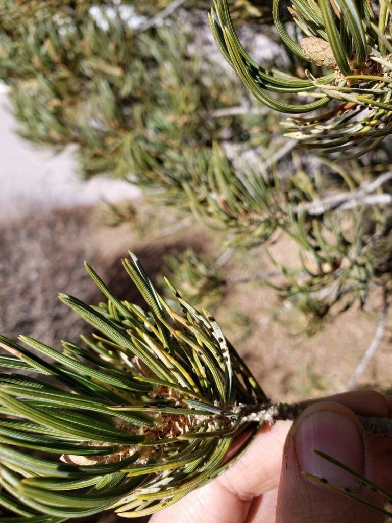 A person is holding a pine branch in their hand.