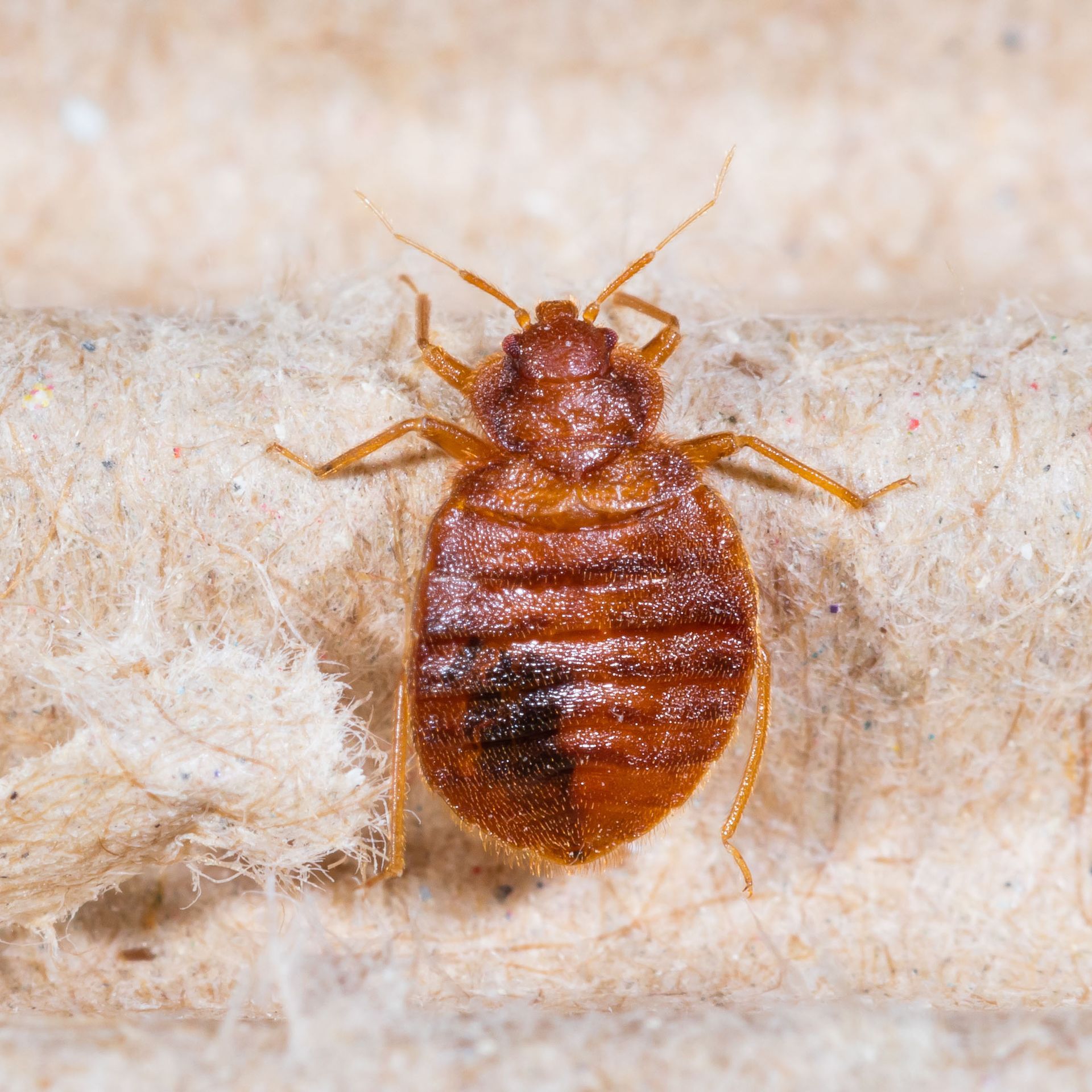 Bed Bugs: A Persistent Problem Easily Solved by Pest Control