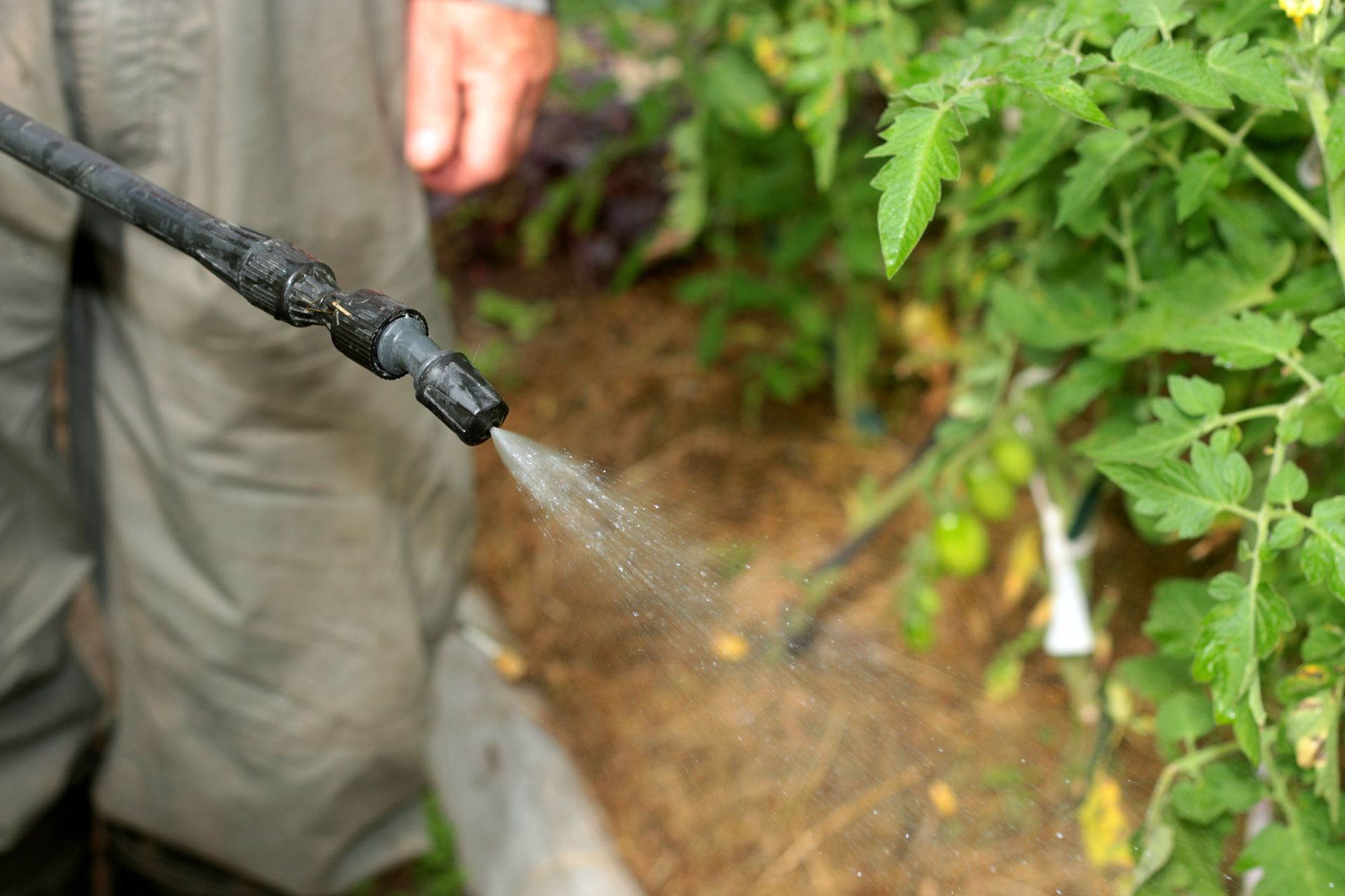 The Value of Tree Spraying Services in Maintaining a Healthy Environment