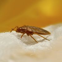 Bugman Pest Control