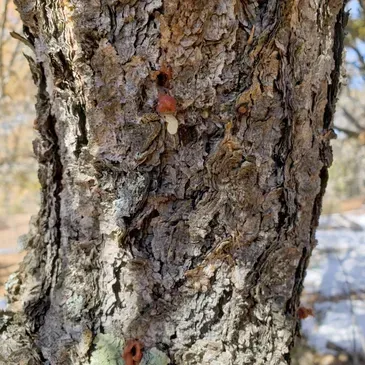 A close up of the bark of a tree with a hole in it.