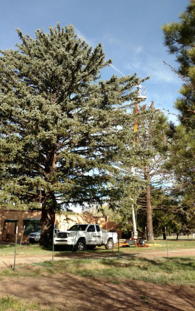 A white truck is parked in front of a large pine tree.