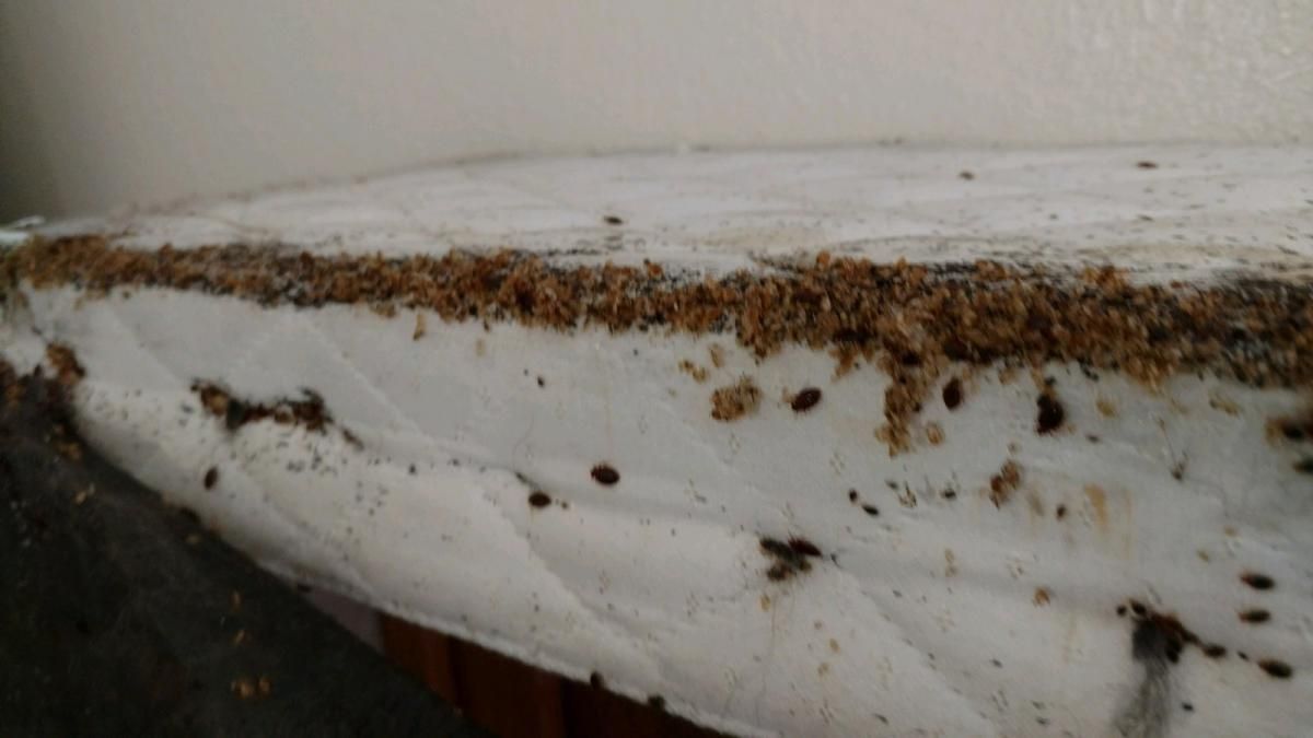A close up of a mattress with bed bugs on it.