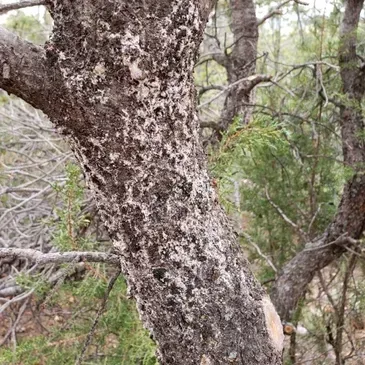 A close up of a tree trunk with a lot of lichen on it.