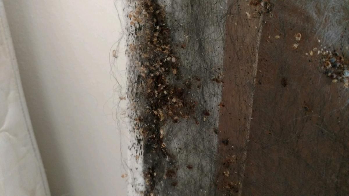 A close up of a wall with mold growing on it.