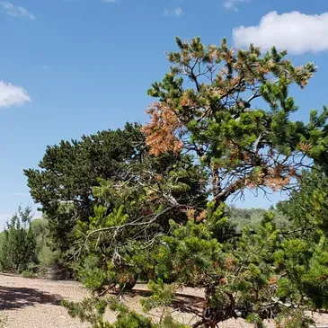 A pine tree with brown leaves is standing in the middle of a field.