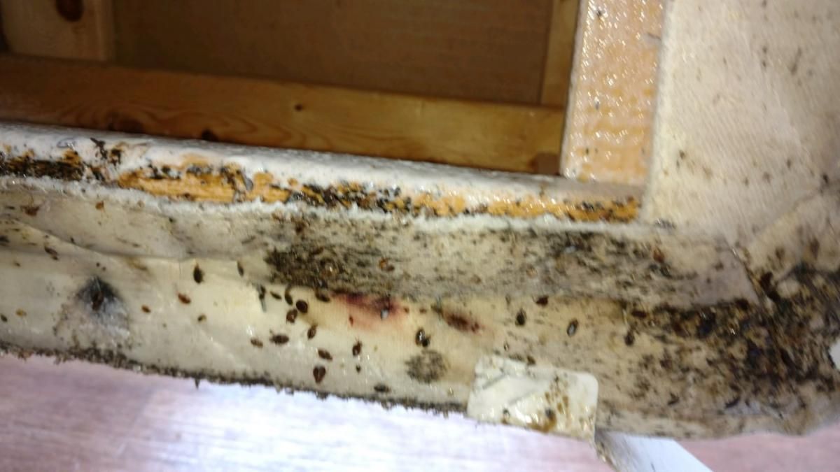 A close up of a mattress with mold growing on it.