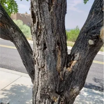 A tree with a lot of branches and a thick bark.
