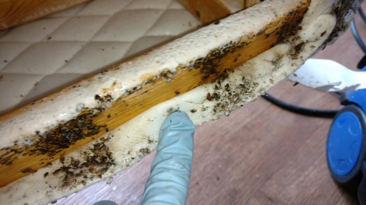 A person wearing gloves is pointing at a mattress with bed bugs on it.