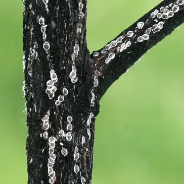 A close up of a tree trunk with white spots on it.