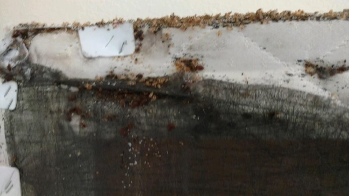 A close up of a wall with a lot of mold on it.