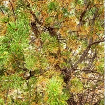 A close up of a tree with yellow leaves and green leaves.