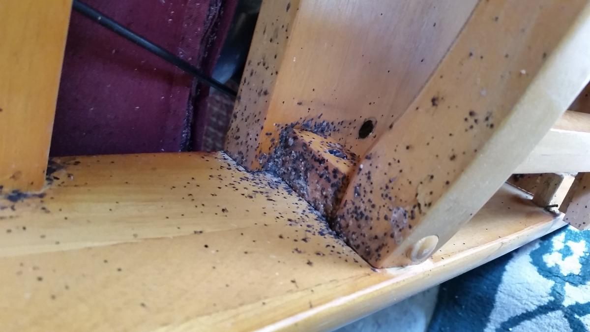 A bunch of bed bugs are crawling on a wooden couch.