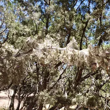 A tree with a lot of spider webs on it.