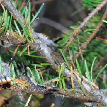 A close up of a caterpillar on a tree branch.