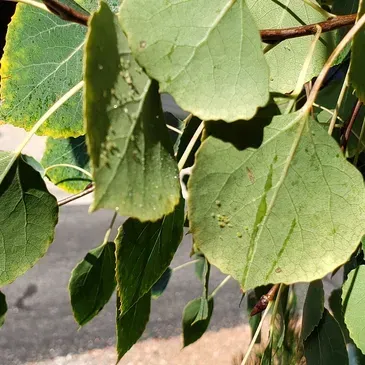 A close up of a green leaf on a tree branch.