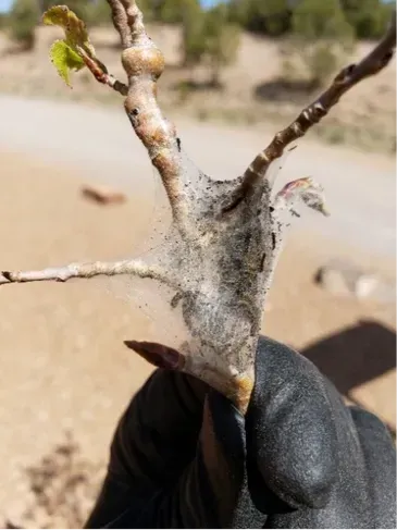 A person is holding a tree branch with a spider web on it.