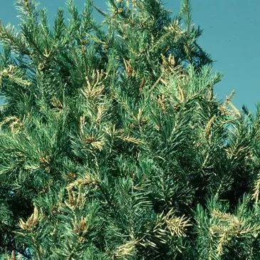 A close up of a pine tree with a blue sky in the background.