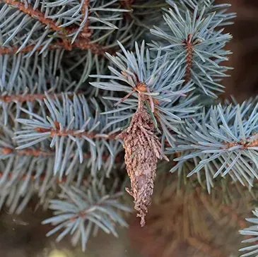 A close up of a pine cone on a tree branch.