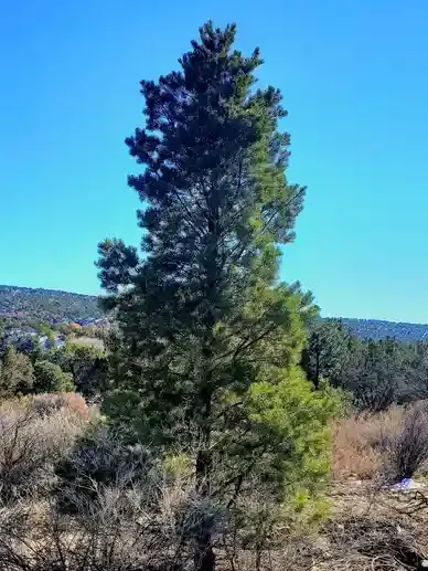 A large pine tree is standing in the middle of a field.