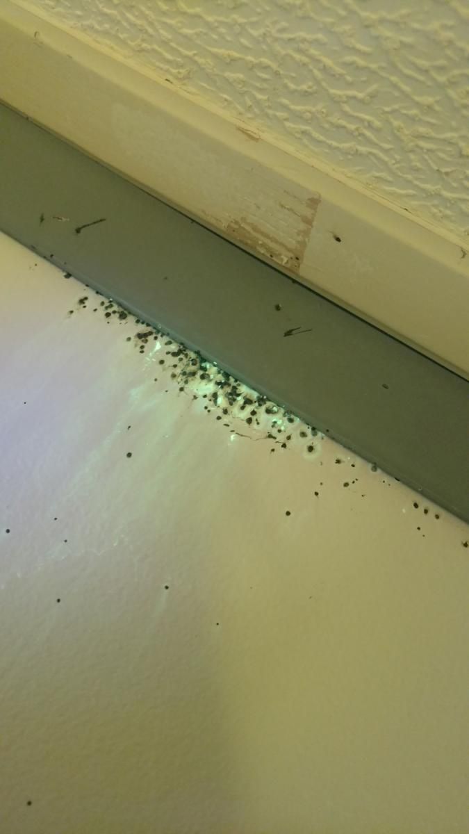 A close up of a white surface with bugs on it.