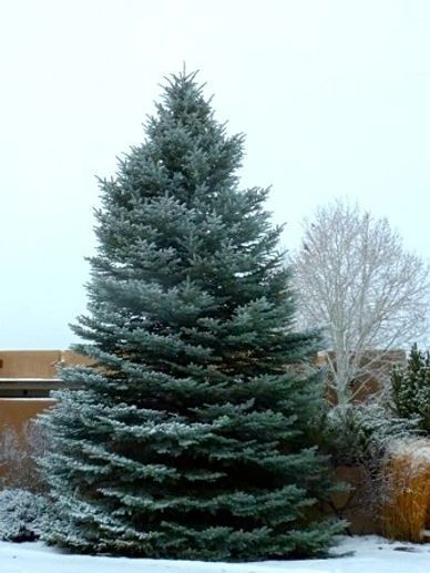 A large christmas tree is standing in the snow in front of a building.