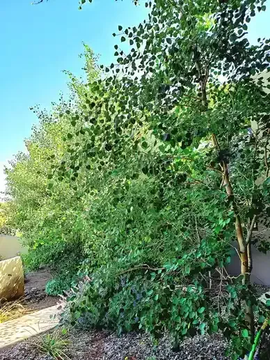 A lush green forest with trees and bushes in a backyard on a sunny day.