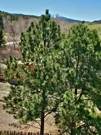 A group of pine trees in a forest with mountains in the background.