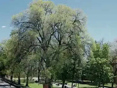 A large tree with lots of leaves is in the middle of a park.