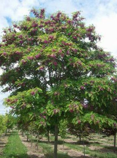 A tree with purple flowers is surrounded by other trees in a park.