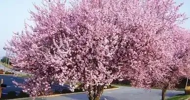 A row of pink cherry blossom trees along a road.