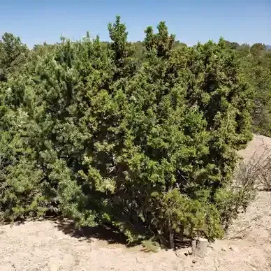A bunch of trees are growing in the middle of a desert.