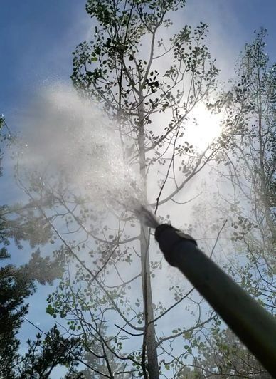 A person spraying a tree with a high pressure washer.