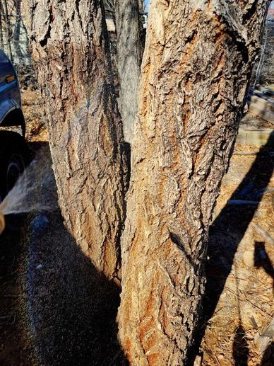 A close up of a tree trunk with a car in the background.
