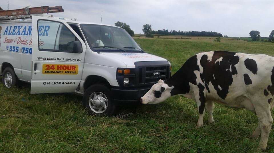 Cow sniffing a white plumbing van parked in a grassy field.