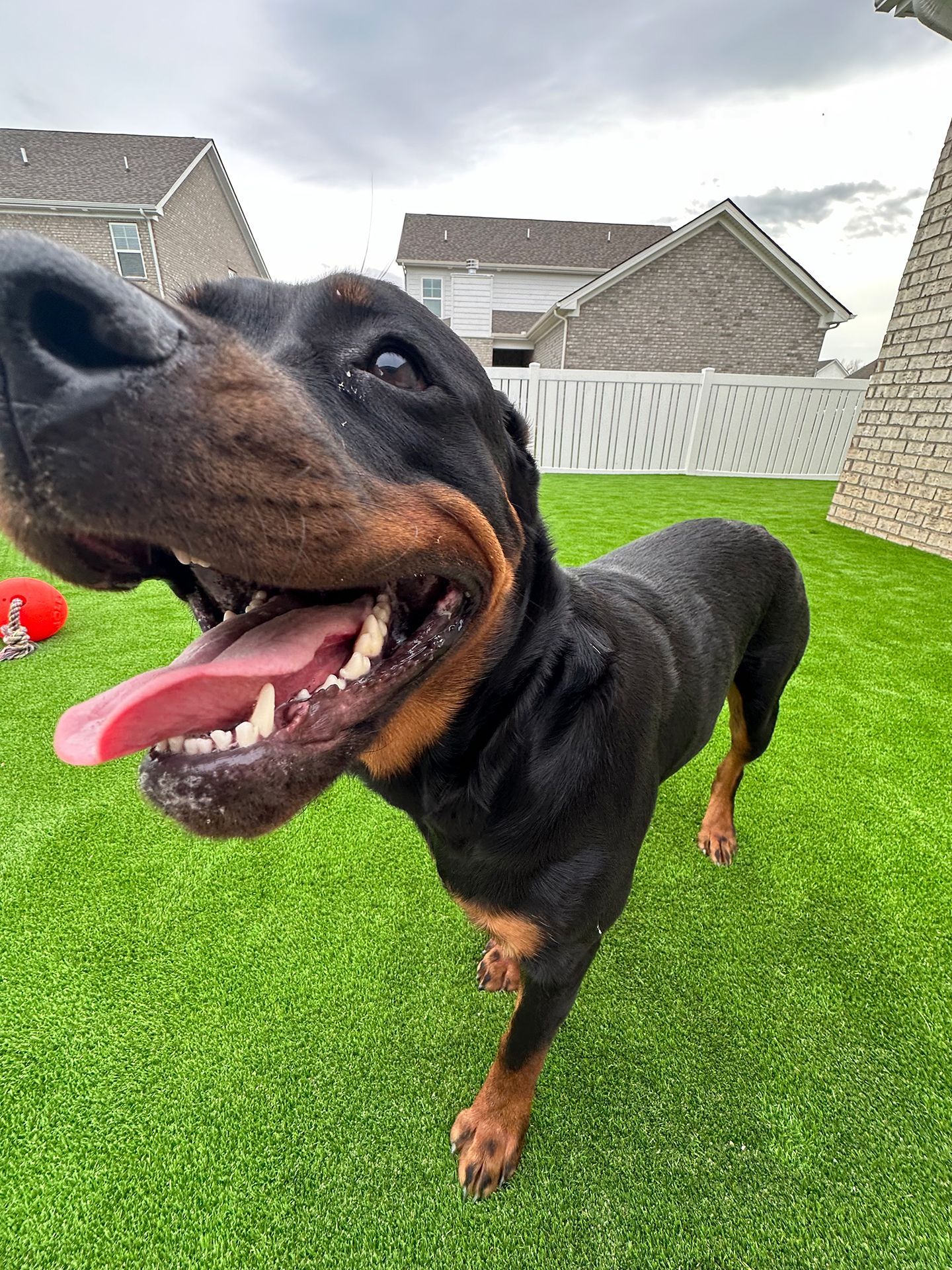 Dog playing in the backyard