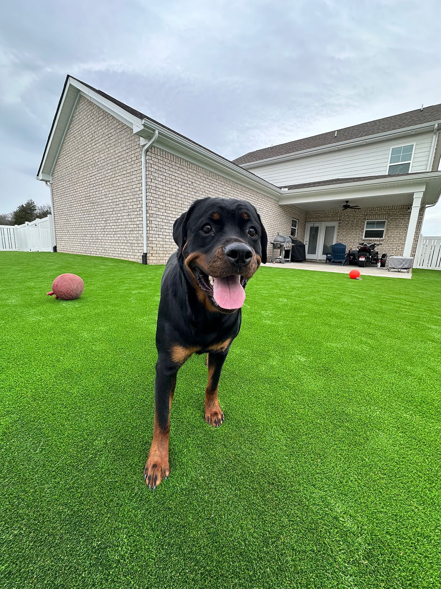 Dog in front of a house