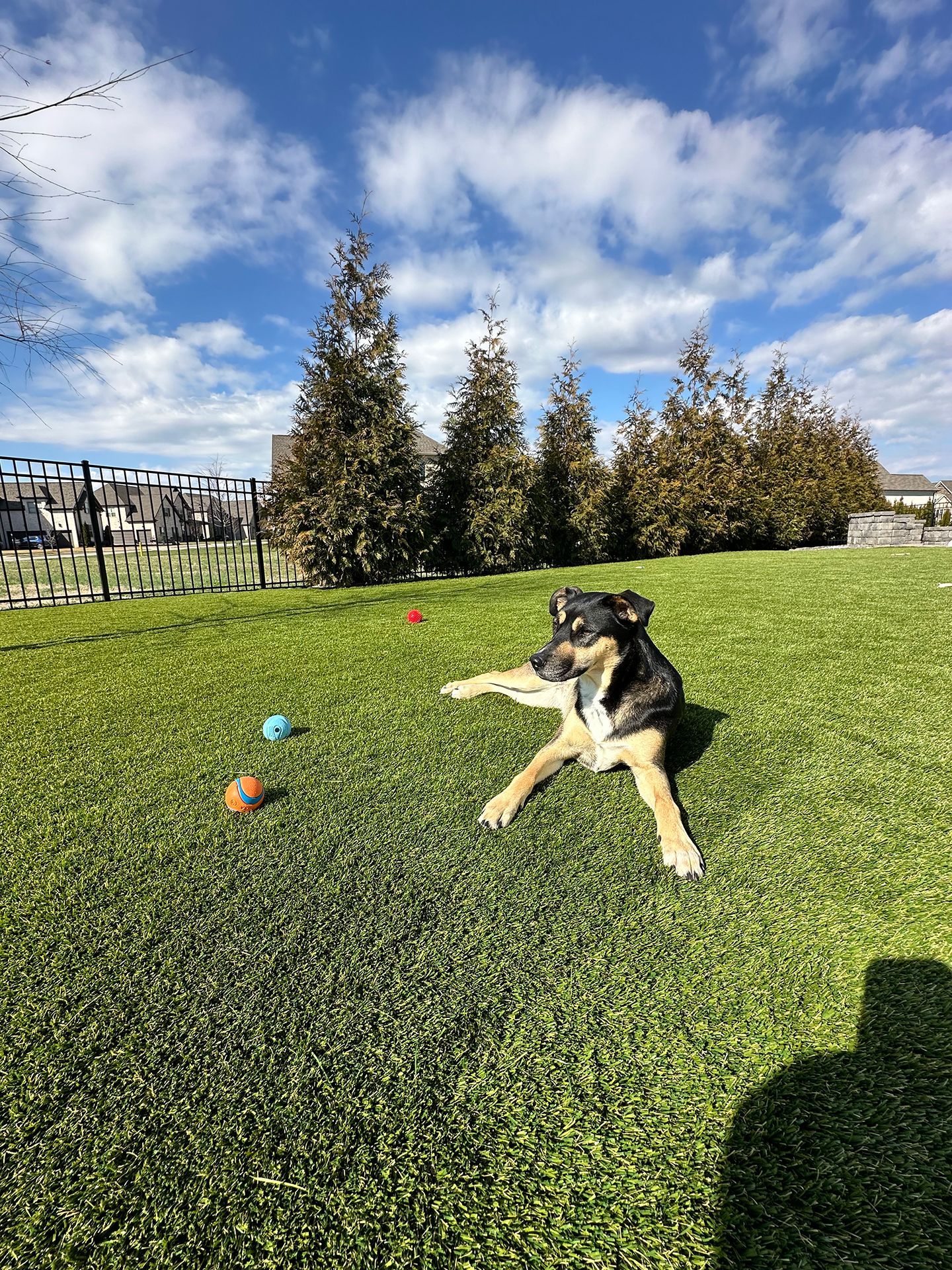 A dog is laying on top of a lush green field