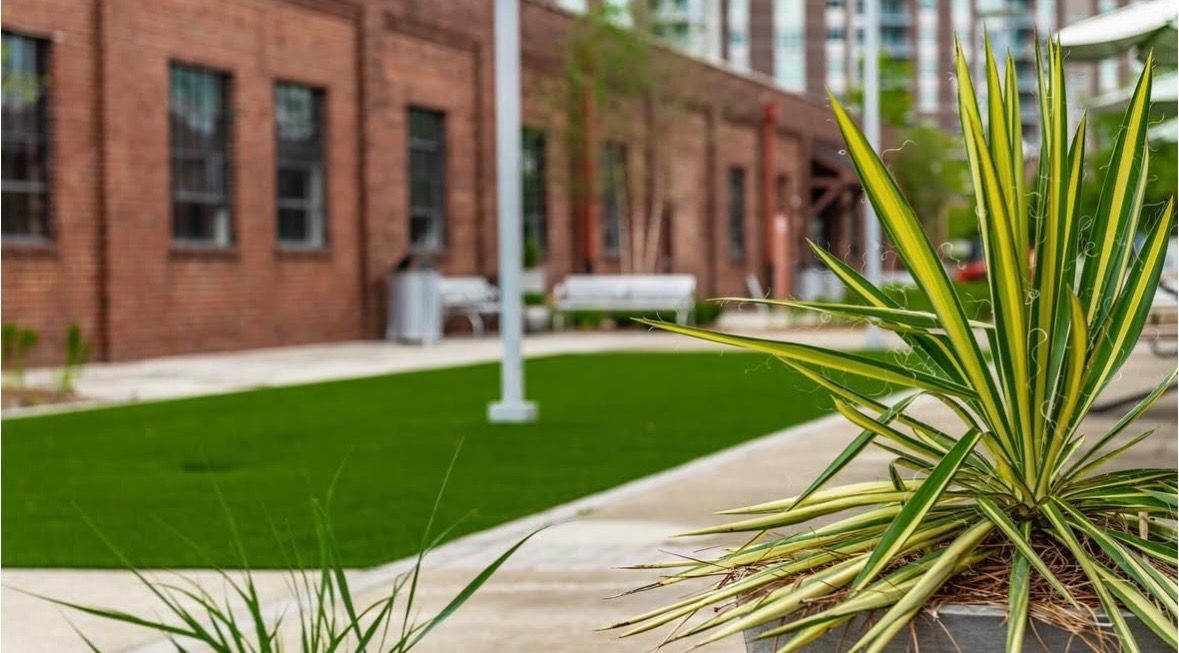Green plant with yellow stripes in front of brick building and green turf.