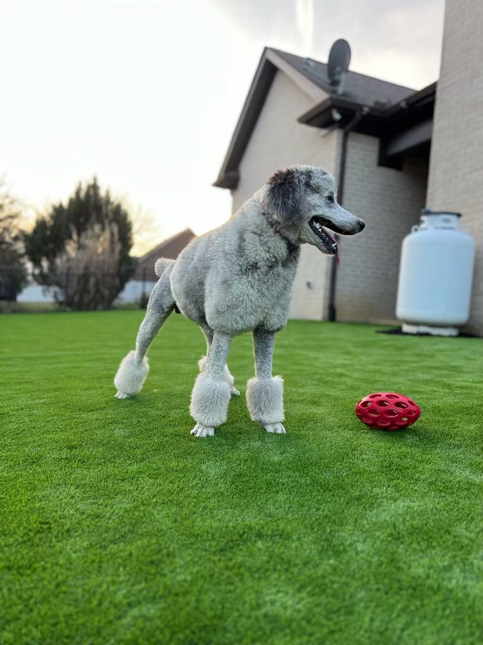 Gray poodle with stylized fur, stands on green grass near a house, looking at a red ball.