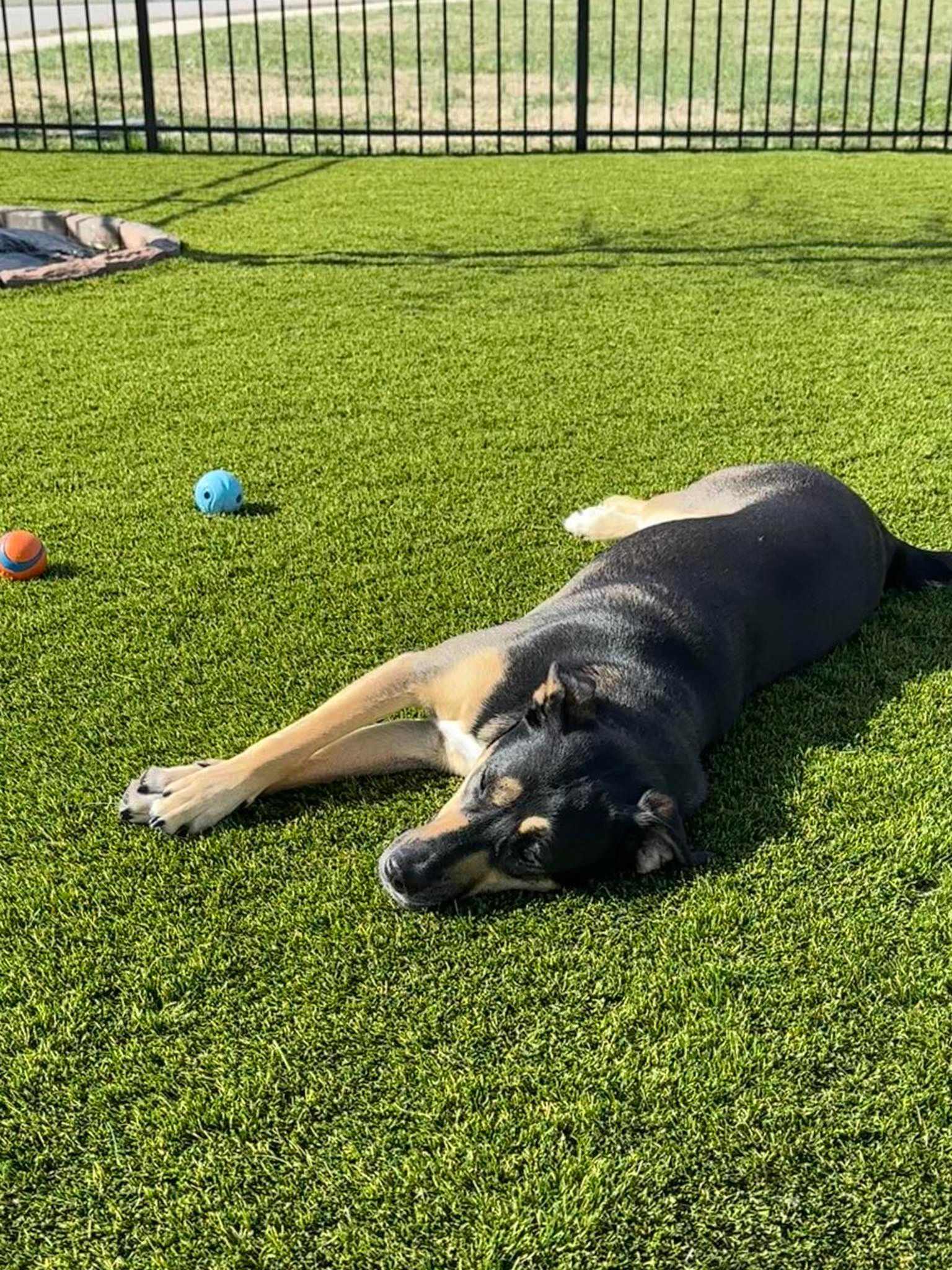 Dog resting on green turf, black fur with tan markings, sunny outdoor setting.