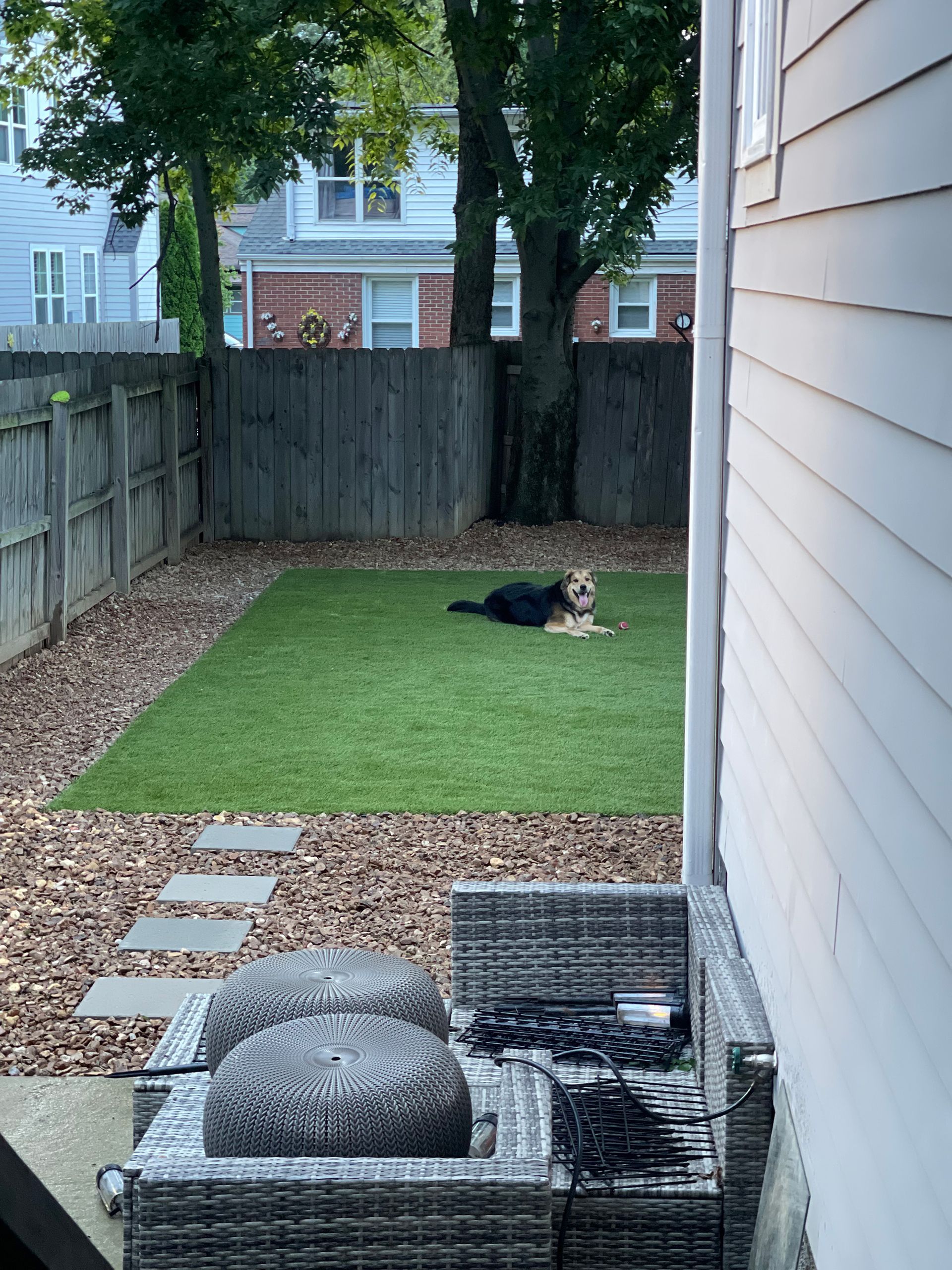 Dog resting on green artificial turf in a backyard. Gravel, fence, and wicker patio furniture present.