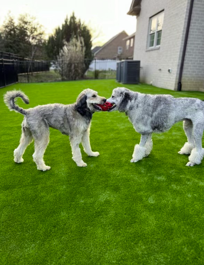 Two gray poodle dogs playfully tugging a red toy on green turf in a yard.