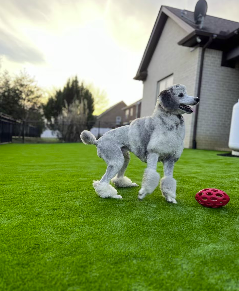 Silver poodle on green lawn with a red toy near a house.