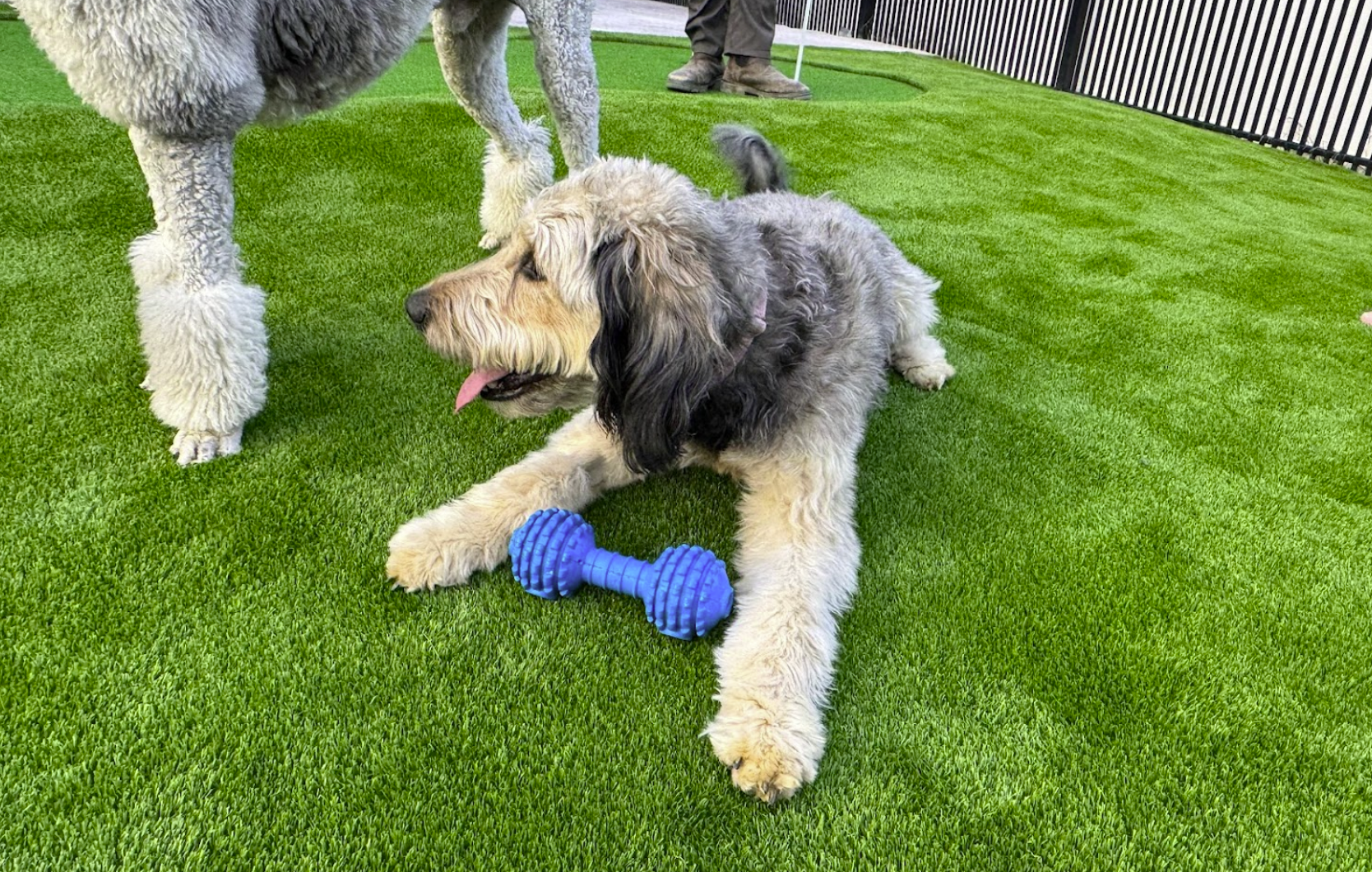 Dog with blue toy on green turf, another dog's leg visible.