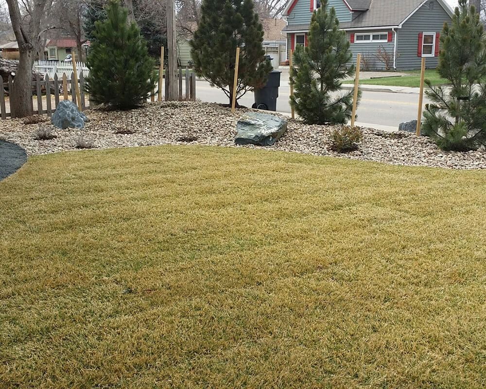A lawn with brown grass in front of a rock and tree landscaped bed. Houses and street in the background.